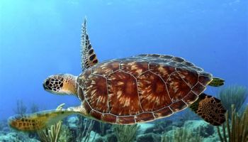 Why Sea Turtles Just Became A Little More Protected